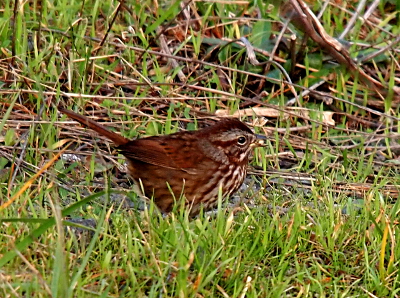 [Brown bird with brown stripes on its white breast and on its grey head holds a seed in its mouth white standing on the ground.]